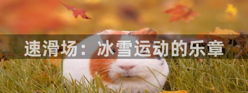 风速体育